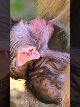 Cute moments of baby monkey really needs milk #wildlifeentertainment #babymonkey #entertaininganimal