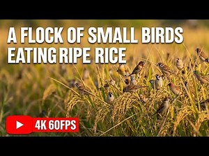 A Flock Of Small Birds Eating Ripe Rice 4k 60fps
