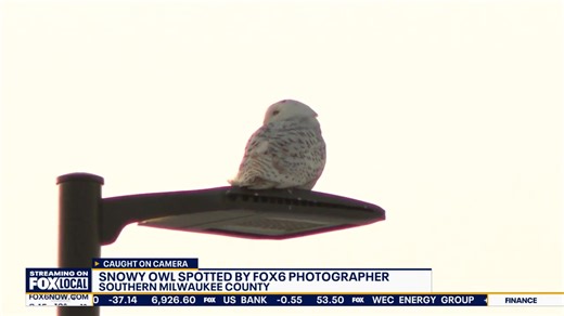 Did you know snowy owls migrate south to WISCONSIN from the Arctic Circle? Yes, we are like their Florida! Here's one we spotted south of Milwaukee. Gorgeous creatures. | Nikola Junewicz