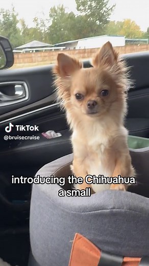 #longhairchihuahua #longhairchihuahuaoftiktok #furbabies #doggo #cute #fluffy #chichilove #chihuahuas #tinydog #pawsome #petsoftiktok #chihuahuafanclub #dogsoftiktok #dog #doggy #puptok #smalldogs #anklebiters #furbaby #fyp