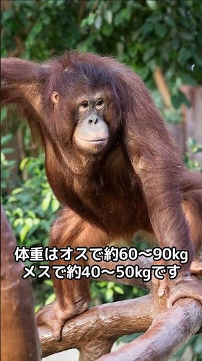 オランウータンの驚きの生態！🦧✨