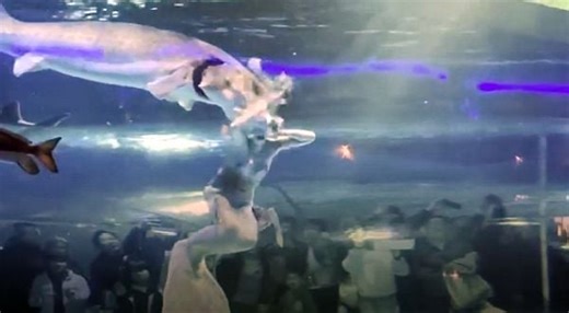 Giant fish attacks mermaid in aquarium * WorldNetDaily * by TMZ