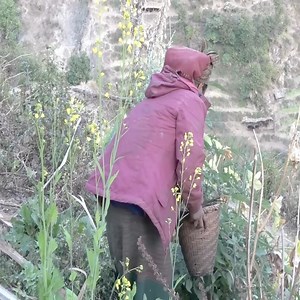 5.1K views · 255 reactions | The Village cooking vegetables in the village | Traditional Life TV | Facebook