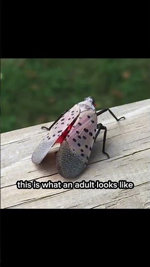 You must kill the spotted lantern fly! Killing spotted lanternflies is one of the best ways help