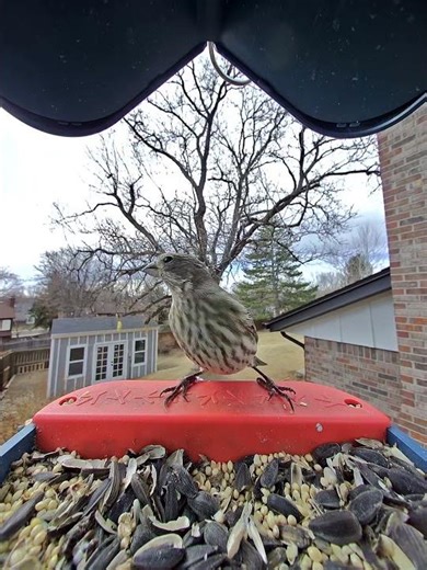 Unknown Birdo from GetBirds app on February 23, 2026 by @BirdsOfBroomfield