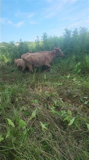 Highlander Cattle ‪@Blackcreekfarm01‬ #farmanimals #farming #highlander