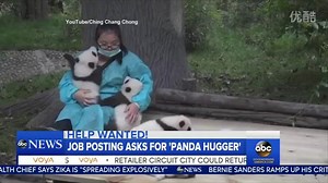 WATCH: Everybody stay calm... there is a job posting to be a "panda hugger." The bad news? No days off... ever. | Good Morning America