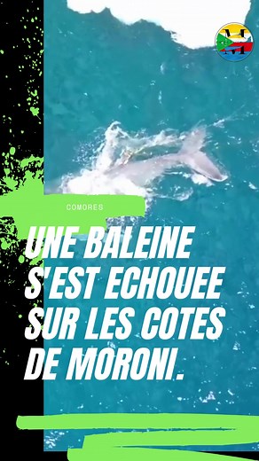 Kalaweni: L'histoire de la baleine échouée sur les côtes de Moroni Il y a quelque temps, une baleine à bosses de 10 mètres s'est échouée sur les côtes de Moroni, plus précisément à Kalaweni. Des milliers de personnes se sont réunies pour voir de leurs propres yeux ce spectacle exceptionnel et émouvant. L'arrivée de la baleine sur le rivage Notre aventure commence avec l'arrivée de la baleine sur le rivage de Kalaweni, où les résidents se sont précipités pour voir de près ce mammifère majestueux.