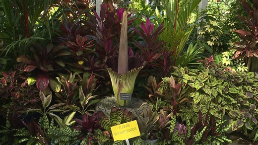 Rare blooming corpse flower has visitors holding their noses