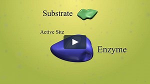 Enzyme function and inhibition (with audio narration)