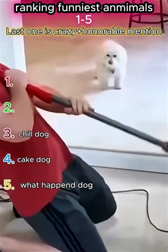 Top 5 Funniest Animals (Ranked 1–5) + Honorable Mention 😂 #top5 #funny #pets #trynottolaugh