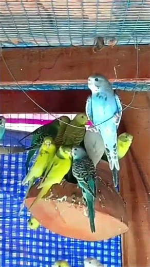 বাচ্চার মা-বাবা থেকে সংক্রমণ. #birds #lovebird #parrot #birdsmarket