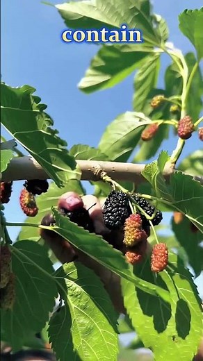 Mind-Blowing Mulberry Fruit