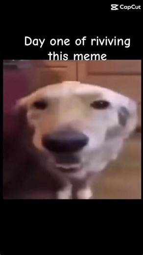 #butterdogdogwiththebutter #memes