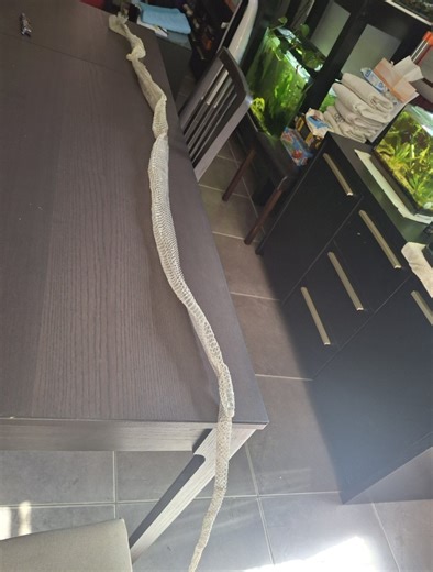 Found this snake skin hooked up on a tree in our backyard this morning. | Facebook