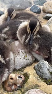 Cute Little Ducklings! 🐥💛 The Fluffiest Babies Ever! #nature #wildlife
