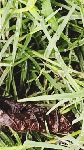 Doob grass is most commonly known as Bermuda grass or Bahama grass . Its scientific name is Cynodon