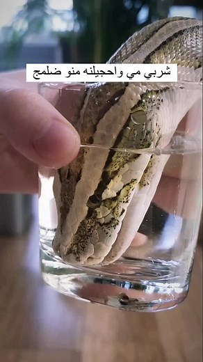 Python Drinking Water: A Close-Up Encounter