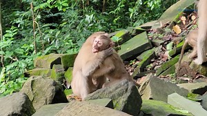 10K views · 369 reactions | Help me mom!! Little monkey Rainbow calls her mother for help. | Monkey Helping | Facebook