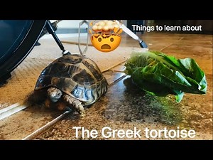 Facts about the Greek tortoises!!