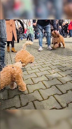 WATCH: Playful dog meets its marionette match #shorts