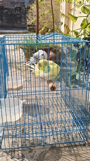 Budgies parrots drying their feathers after bathing #shorts #short #shortsvideo #shortsfeed #budgies