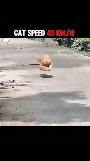 The Fastest Animal on Land #shorts #trending #animals #wildlife