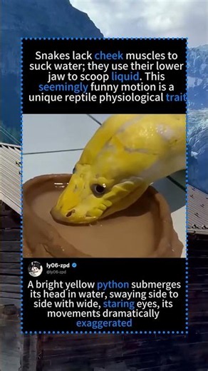 People Think This Snake Is Being Funny — It’s Just Thirsty#Python #PetSnake#foryou #fyp #animals