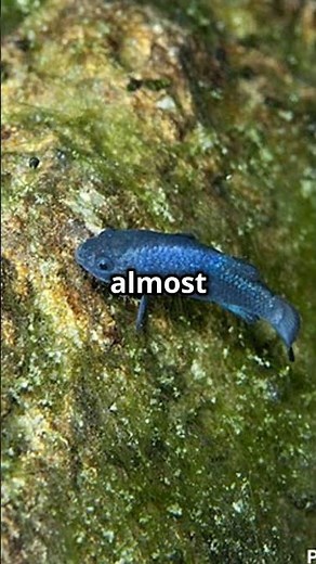 Meet the RAREST Fish on EARTH, the Devil’s Hole Pupfish!
