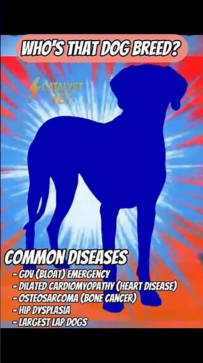 Whos That Dog Breed!? ep 14