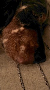 Night night from Elmo 😴 | The Daily Hobson