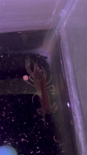 Day 15 seeing how long it takes my crawfish to turn blue