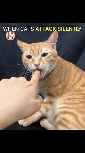 when cats attack silently