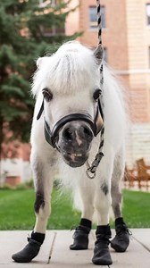 59K views · 2.6K reactions | Meet Munchkin, the first miniature horse...