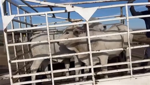 For all our customers that had delay on their delivery we apologize for the delay and saying thank you for your patience. Our delivery team are back and all paid order will be delivered. 32K for 4 ( Not selling less than stated on the ad) 3 Months for LAY-BY customers or FULL PAYMENT OFFER VALID TILL 10TH OF NOVEMBER Please NOTE you can purchase and keep them here and pay monthly for upkeep NO PAYMENT ALLOWED AT THE FARM Rightafter Phumula Nathi you can see our farm before the bridge Majuba Newc