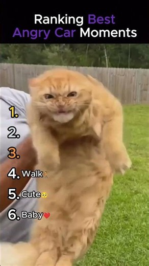 Ranking Best Angry Cat Moments