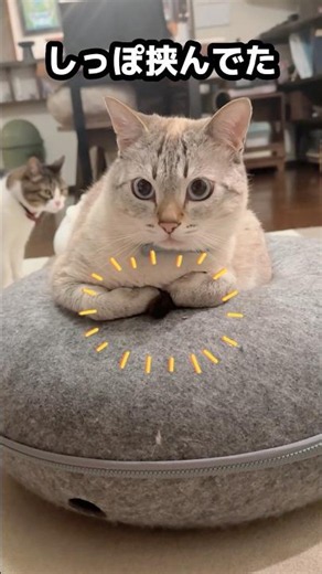 猫の可愛いすぎる「香箱座り」３選