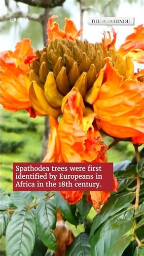 African tulip trees in Kerala help control mosquitoes