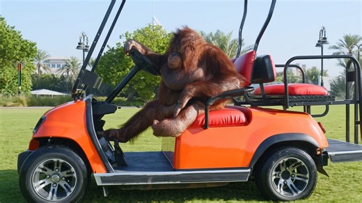 Watch what happens when a monkey steals a golf cart