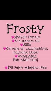 🩷AVAILABLE FOR ADOPTION!!🩷 Hardin County Animal Services Tennessee | Hardin County Animal Services Tennessee