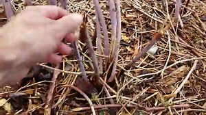 How Big Do Raspberry Bushes Get? - Gardening Dream