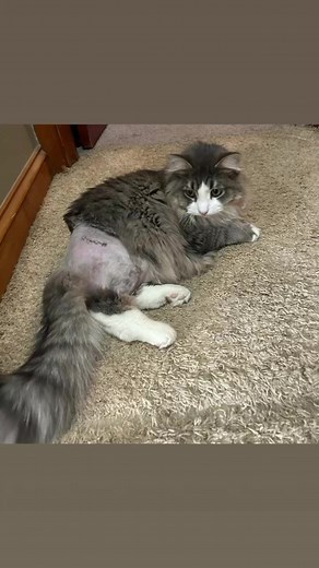 1.2K views · 43 reactions | CROOK’S POST-SURGERY RECOVERY IS GOING...