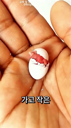 처음부터 키운 앵무새 🤯❤️