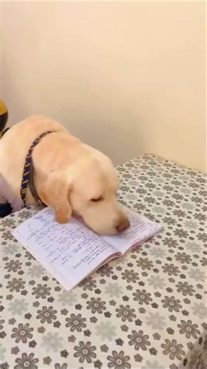 Ratta Model ON 🚨📖 || Labrador|| #shorts #viral #trending #boardexam #exam #rattamaar #study #cute