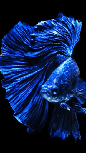 Green body halfmoon Betta fish #bettafish #betta #bettas