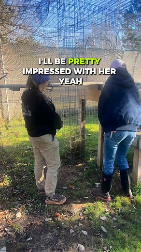 Love, patience, and resilience has made rescue bobcat Essey who she is!🐾💖 Essey's journey is ongoing, but the progress she's made, despite her difficult past, is certainly a reason to celebrate! 🎊 #bobcat #rescueanimals #sanctuary #love | Wildcat Sanctuary