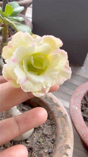 #adenium #nature #flowers #plants #rose #desertrose #naturelovers #homegarden #gardenplants