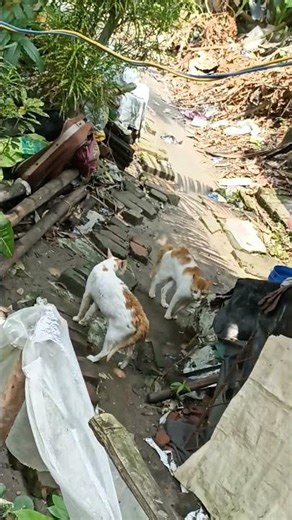 Cat fighting #shorts #viral @PetsSwag @stampycat @PrincessNikacat