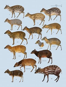Chevrotain - Alchetron, The Free Social Encyclopedia