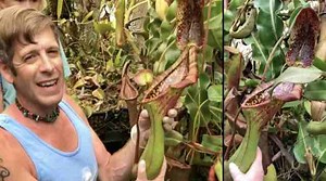 Carnivorous Pitcher Plant Caught A Mouse!
